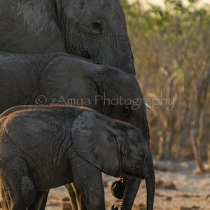Elephants Portrait, Elephant Photography, African Animal Photography, Photo Print, Gallery Wrap Canvas, Metal Print, Wall Decor