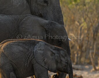 Elephant Family Portrait, African Animal Photography, Wall Decor