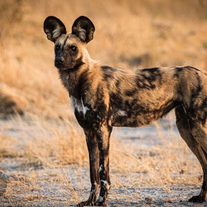 African Wild Dog Photo Print, Kalahari Safari Wall Art