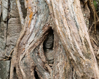 Buddha Face, Hidden Buddha, Tree Roots, Angkor Cambodia, Photo Print, Gallery Wrap Canvas, Metal Print, Wall Decor