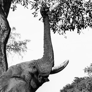 Elephant Print, Black and White Elephant Print, African Animal Wall Art, Safari Animal Print, Safari Decor
