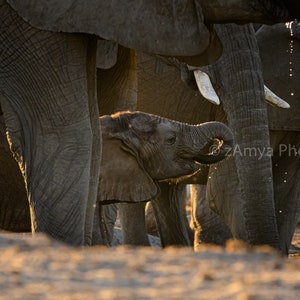 Baby Elephant Photo,  Elephant Photography, Elephant And Baby Pictures,  Safari Themed Nursery, Baby Elephant Nursery, Safari Nursery