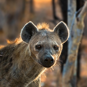 Hyena Print, Hyena Portrait, African Animal Photography, Safari Wall Art, Safari Decor