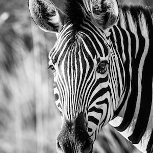 Zebra Wall Art, Black and White, African Wildlife Photography, Zebra Portrait, Safari Decor