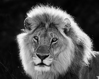 Black and White Lion Portrait, African Animal Photography, Wall Decor