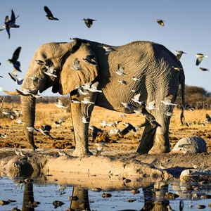 African Elephant And Birds, Elephant Wall Art, African Wildlife Photography