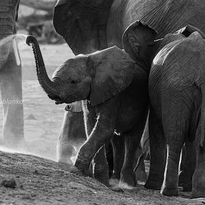 Baby Elephant Photo,  Elephant Photography, Elephant And Baby Pictures,  Safari Themed Nursery, Baby Elephant Nursery, Safari Nursery