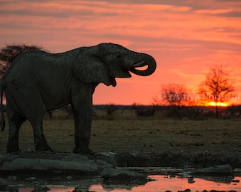 Elephant Sunset, Elephant Photography, African Animal Photography, Photo Print, Gallery Wrap Canvas, Metal Print, Wall Decor