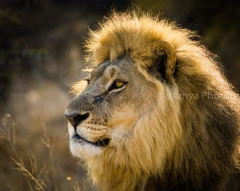 Lion Portrait, Male Lion, African Animal Photography, Photo Print, Gallery Wrap Canvas, Metal Print, Wall Decor