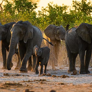 African Elephant Herd Print, Elephant Photography, African Wildlife Photography, Animal Photography