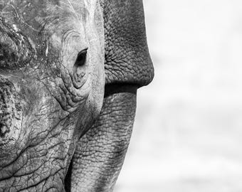 Black and White Rhinoceros Photo Print, African Wildlife, Botswana Safari