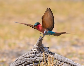 Carmine Bee Eater Fotografie Druck, afrikanische Wildtier Wandkunst