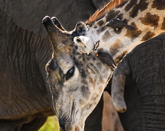 Könnte beinhalten: Nahaufnahme eines Giraffenkopfes mit einigen Vögeln, die auf seinem Hals sitzen. Die Giraffe schaut auf den Boden, und der Hintergrund ist verschwommen. Das Fell der Giraffe ist eine Mischung aus Braun und Weiß, und die Vögel sind schwarz mit gelben Schnäbeln.