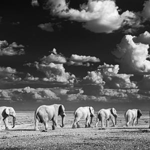 Elephant Herd Safari Print, Black and White Wildlife Wall Art, Safari Decor