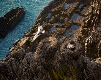 Alentejo Coast, Costa Vicentina, Nesting Storks, Portugal Wall Art, Photo Print, Gallery Wrap Canvas, Metal Print, Wall Decor