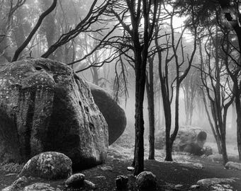 Sintra Photo Print , Forest Fog, Black And White, Portugal Photography Print