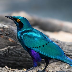 Starling Bird Print, Bird Photography, African Bird Photography, Nature Inspired Wall Decor