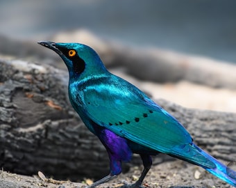 Impresión de estornino brillante del Cabo, fotografía de naturaleza africana