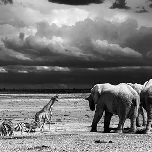 Watering Hole Safari Print, Elephant Photo, Black and White Wildlife Wall Art, Safari Decor