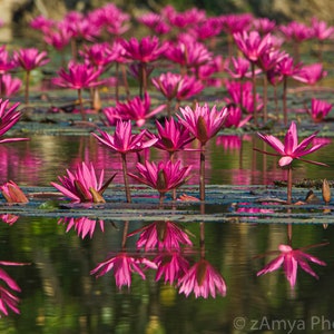 Lily Pond Print, Lily Flower Wall Art, Tropical Wall Decor