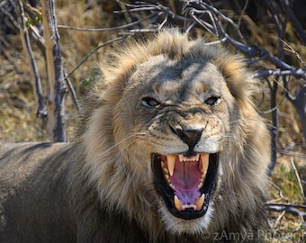 Male Lion Portrait, African Animal Photography, Photo Print, Gallery Wrap Canvas, Metal Print, Wall Decor