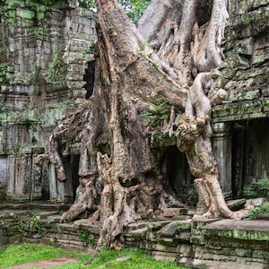 Ta Prohm Temple Print, Angkor Wall Art, Angkor Wat Canvas, Cambodia Print