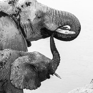 African Elephants Photo, Elephant Photography, Black and White, African Wildlife Photography, Animal Photography