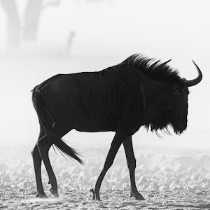 Könnte beinhalten: Ein Schwarzweißfoto eines Gnus, das durch ein Feld mit hohem Gras geht. Das Gnu ist vor dem hellen Himmel silhouettiert.