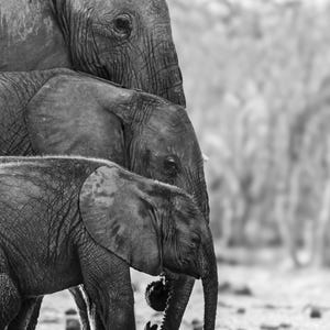 African Elephants Photo, Elephant Photography, Black and White, African Wildlife Photography, Animal Photography