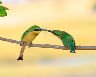 Kleiner Bienenfresser Druck, Vogel Fotografie, Vogel Wandkunst