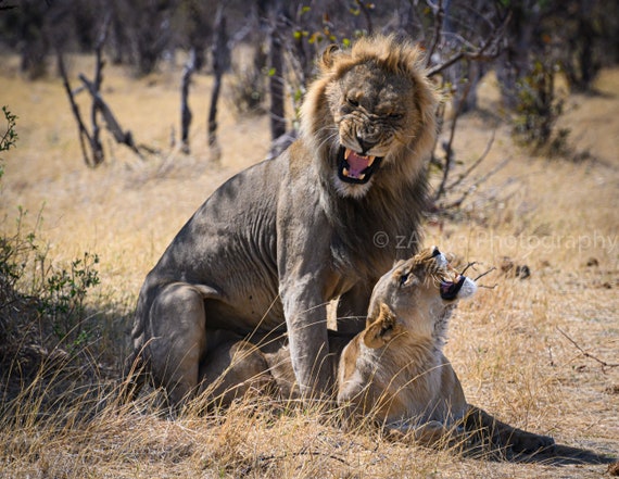 lion mating drawing