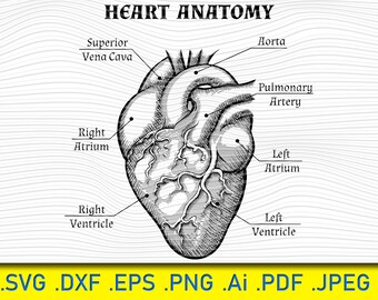 Download Heart Anatomy Svg Etsy
