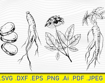 Colección SVG de plantas de ginseng: Imágenes prediseñadas de plantas en maceta (descarga digital)