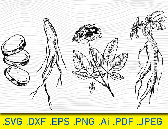 Download Ginseng Plant Collection Plants Svg Potted Plants Svg Etsy