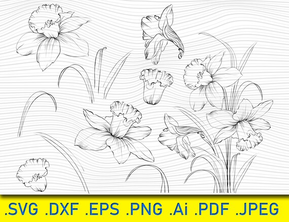 Free Free 231 Narcissus Flower Svg SVG PNG EPS DXF File