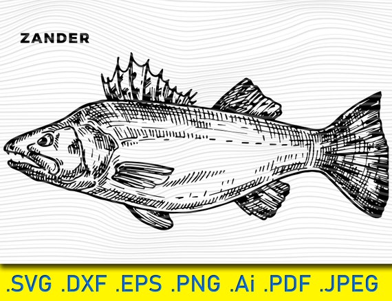 Download Realistic Fish Walleye Svg Zander Svg Fishing Svg Fish Etsy