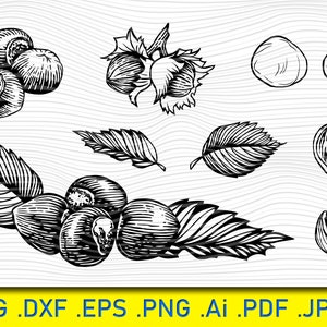 Haselnuss Gravur, geschlossene geöffnete Nüsse, natürliche Bio-Nüsse Element Sammlung, Nuss Bundle, Nussknacker SVG, Nüsse Vektor, Silhouette Nuss
