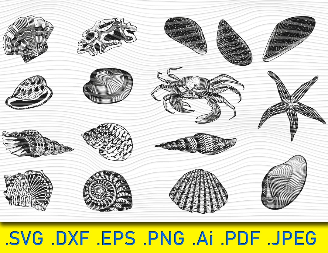 SEASHELL SVG, Seashells Svg, Seashell Svg File, Ocean Svg, Marine ...
