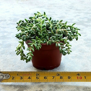 20 Cuttings of Sedum Album cold hardy stonecrop white blossom succulent ground cover