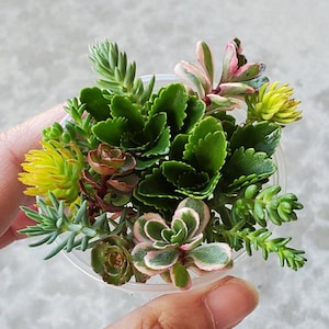 Cold hardy sedum succulents cuttings - dragon&#39;s blood, tricolor, angelina, blue spruce, acre, album, ellacombianum