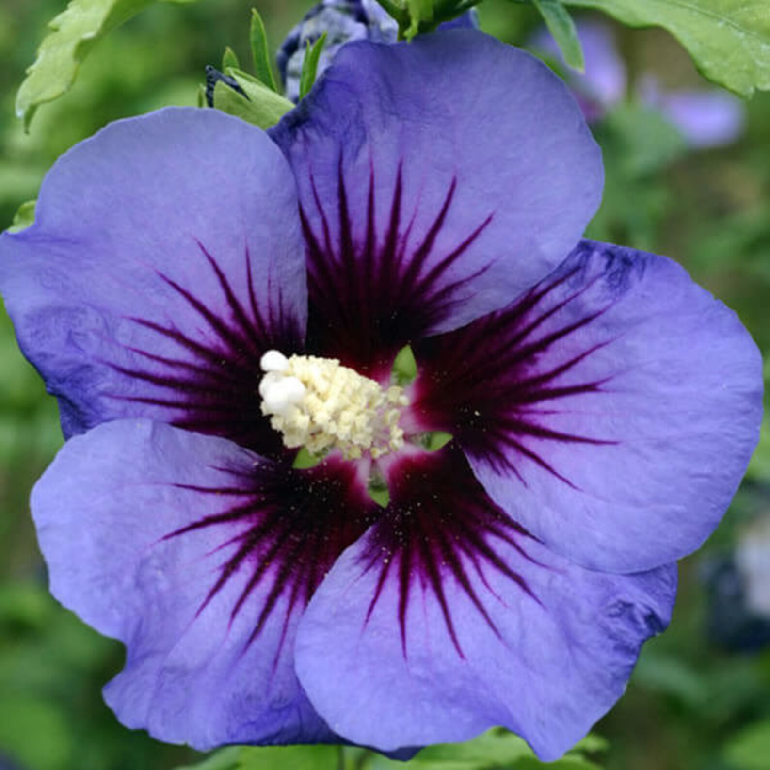 7 cuttings Rose Of Sharon plant No Roots floral living Etsy