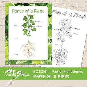 May include: Educational chart titled "Parts of a Plant" with a green border. The chart shows a detailed illustration of a plant, labeling the roots, stem, leaves, flower, and fruit. A black and white line drawing of the plant is also visible.