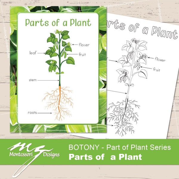 Parts of a Plant • Botany Pack • Montessori Culture • Nature Study • Posters and Flash Cards • Printable PDF •