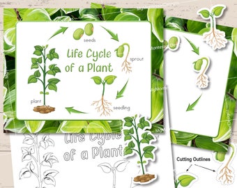 Cycle de vie d'une plante • Pack botanique • Culture Montessori • Étude de la nature • Affiches et cartes flash • PDF imprimable •