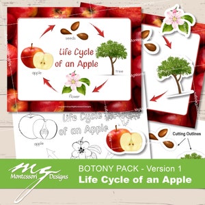 Life Cycle of an Apple • Botany Pack • Montessori Culture • Nature Study • Posters and Flash Cards • Printable PDF •