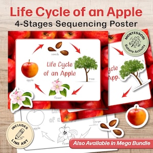 Pode incluir: Um cartaz de sequenciação de 4 etapas sobre o ciclo de vida de uma maçã com ilustrações de sementes, árvore, flor e maçã. O conjunto educativo inclui peças para recortar, uma página para colorir e um emblema de atividade botânica.