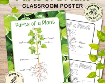 Parts of a Plant Poster | Plant Anatomy | Montessori Printable PDF Download