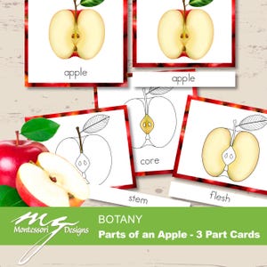 Onderdelen van een appel - 3-delige kaarten | Anatomie van een appel | Montessori plantkunde PDF printbaar