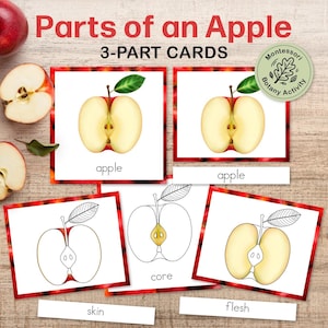 May include: Parts of an Apple 3-Part Cards educational set featuring illustrations of apple halves. Includes cards with the text apple, core, skin, and flesh, alongside a circular Montessori Botany Activity logo. The cards have red borders.