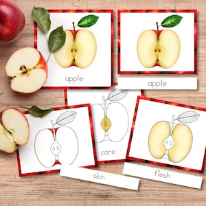 May include: A set of educational cards featuring illustrations of apples, including full-color halves and black-and-white line drawings. The cards are labeled with the text apple, core, skin, and flesh, accompanied by real apple slices.